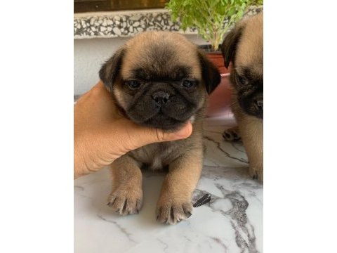 Hamburger pug mops yavruları