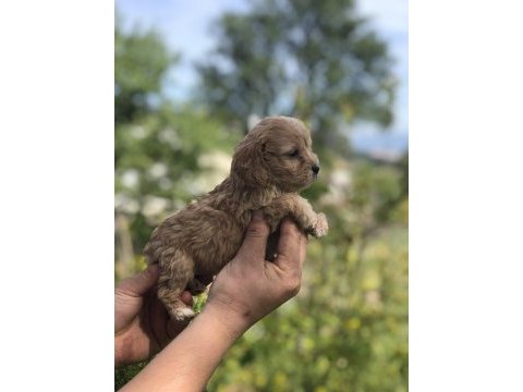 Kg garantili maltipoo bebekler