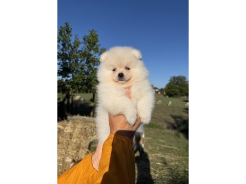 Gülen yüz kusursuz karbeyaz dişi pomeranian boo