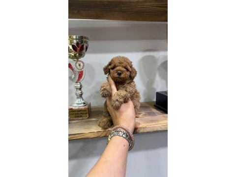 Orjinal toy poodle yavrularımız 