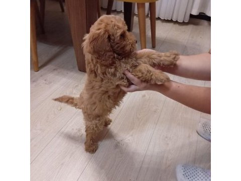 Safkan toy poodle 2 aylık