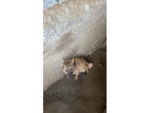Erkek fino köpeğimiz hırçın kapı zili isteyenlere
