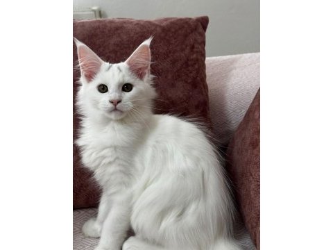 Kar beyazı bir güzellik maine coon