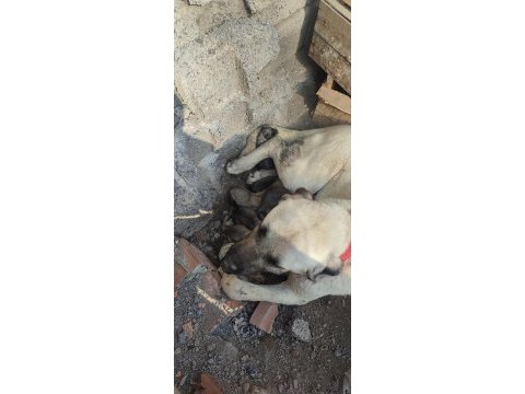 Dev ırk anadolu çoban köpeği