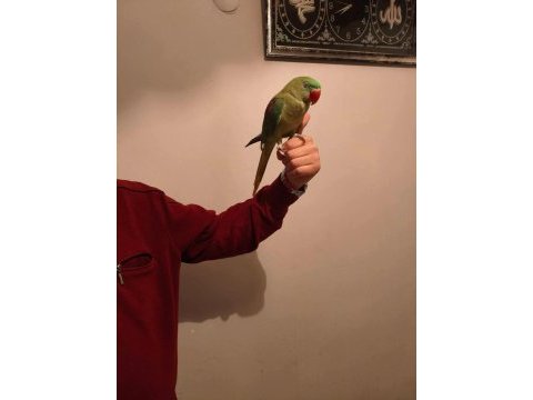 Acil satılık alexander papağanı 3 aylık