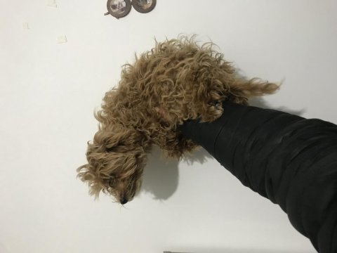 Poodle yavrum yeni ev için müsait whapsapdan dm