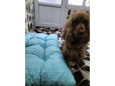 Komut eğitimli ve tuvalet eğitimli efsane köpeğimiz kuki