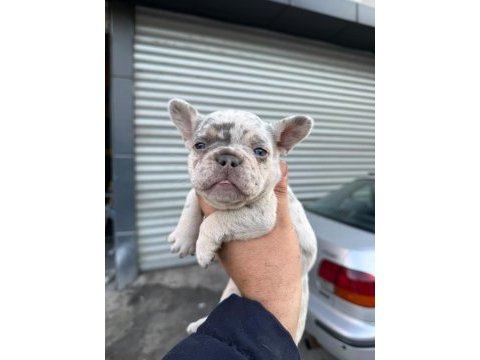 French bulldog sevenler a kalite