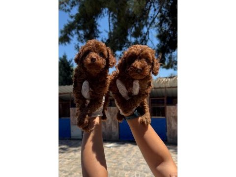 Toypoodle sevimli yavrular ruhsatlı pasaportlu 