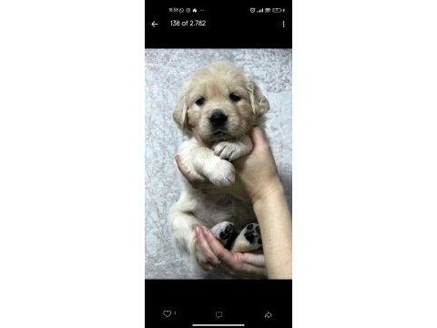 2 aylık golden retriever yavrularım