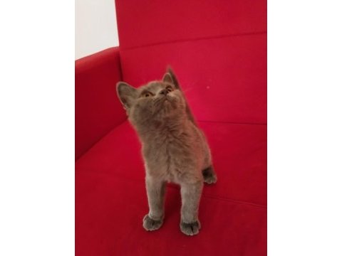 2.5 aylık ve 3.5 aylık british shorthair