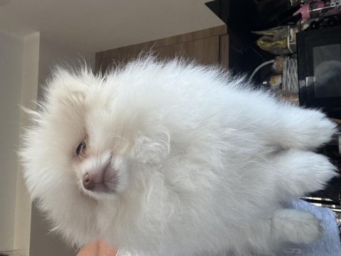 Erkek çocuk snow pomeranian