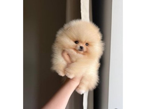 Göz alıcı tüy yapısına sahip pomeranian boo