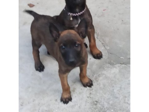 Türkiye geneli ırk sağlık ve kapıda ödeme garantili