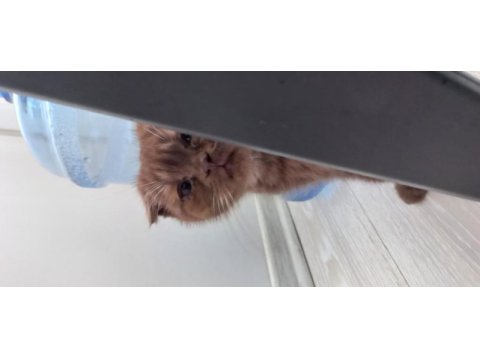 Scottish fold sahiplendirme