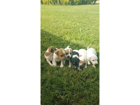 Show kalite fırlama jack russell terrier yavruları