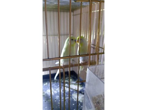Genç renk güzeli çift muhabbet kuşu