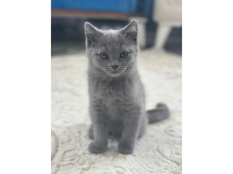 British shorthair 2 aylık dişi