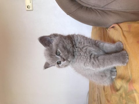 Lilac british shorthair