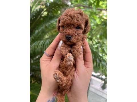 Tea cup evde büyüyen poodle bebeklerim