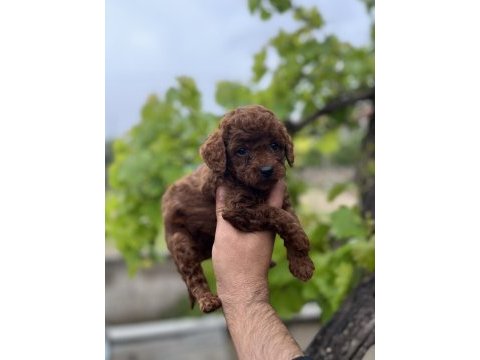 Toy poodle yavrular