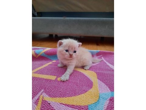 British shorthair