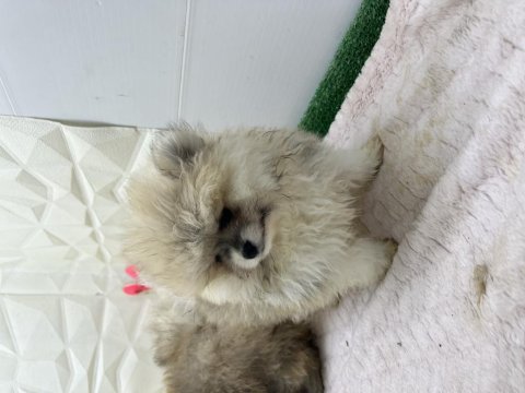 2.5 aylık erkek dişi üst kalite pomeranianlar