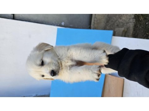 Golden retriever yavruları
