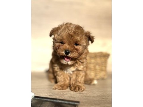 Tiny teddy face kore maltipoo