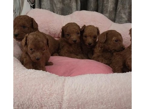Ruhsatlı köpek çiftliğinden toypoodle yavrularımız 