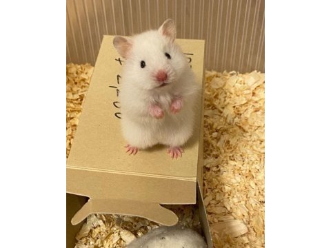 Hamster gonzales yavruları heryere gönderim