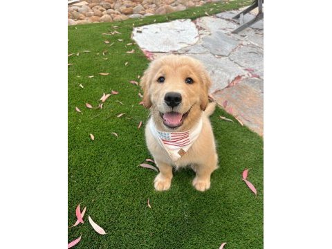 Golden retriever kapıda ödemeli çiftlik kredi kartı geçer