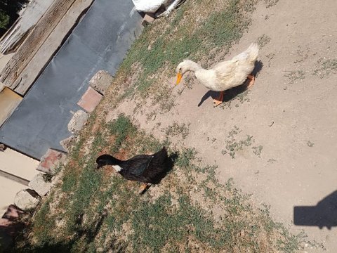 Acil satılık ördek