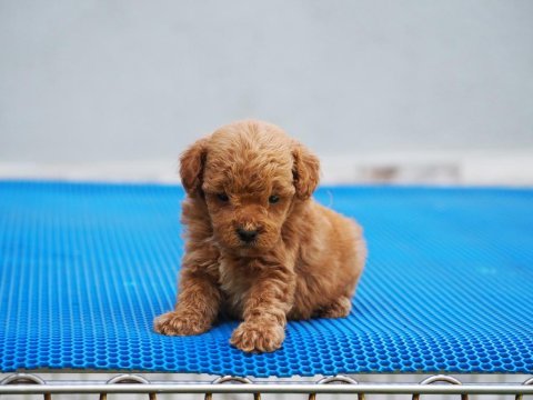 Toy poodle yavrularımız