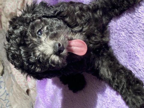 Sevgiyle büyüyen poodle yavruları – ev doğumlu