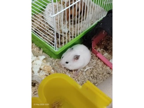23 günlük roborovski hamsterleri 5 tane ve anne baba
