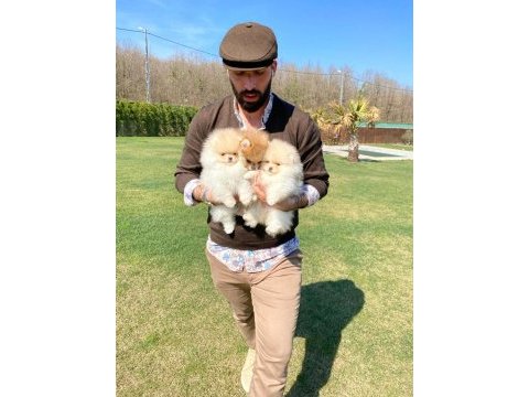 Pomeranian yavruları sizleri bekliyor 