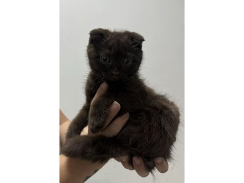 Çikolata scottish fold erkek