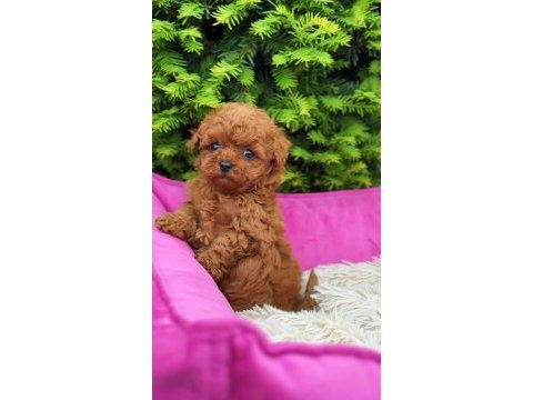 Toy poodle puppy