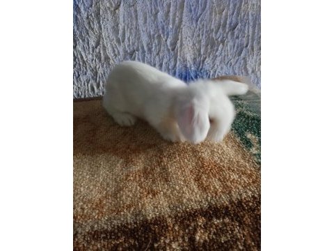 Teddy lop tavşanı yavrular mavi göz