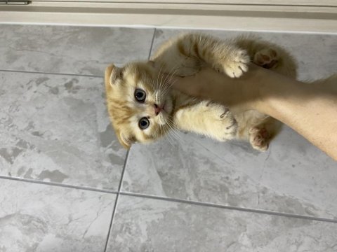 Scottish fold yavrular