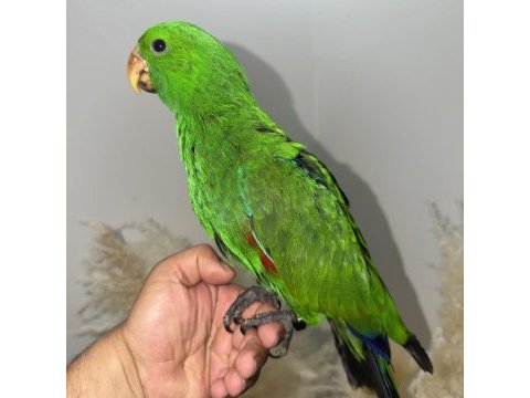 Eclectus papağanı yavru