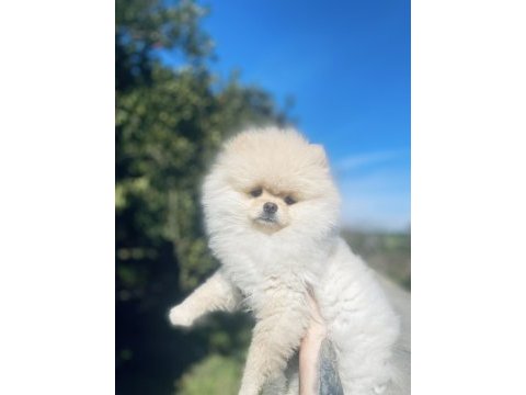 Ayı surat pomeranian boo erkek