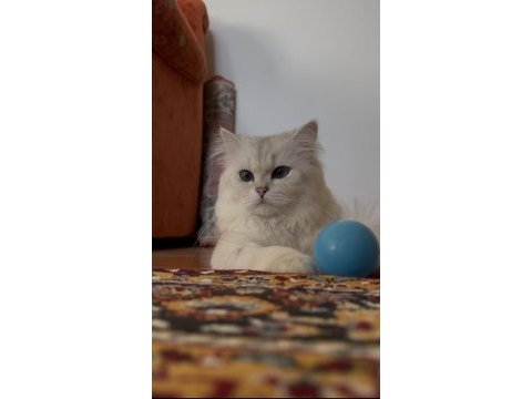 Eşleştirme ilanı kedimize