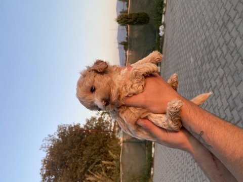 Maltipoo yavru