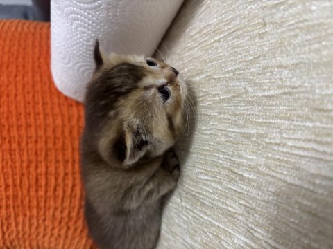 Bebekler british shorthair