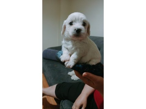 Maltipoo yavrularımız yeni yuvalarını bekliyor