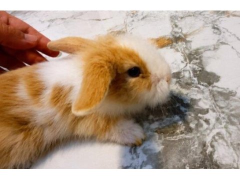 1 aylık orijinal hollanda lop tavşanlarımız