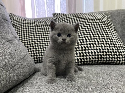 1 erkek ve 1 dişi british shorthair
