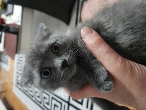 Kedimi sahiplendirmek istiyorum